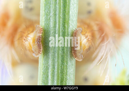 Foto macro di un caterpillar piedi grippy grabbing su un gambo di trifoglio Foto Stock