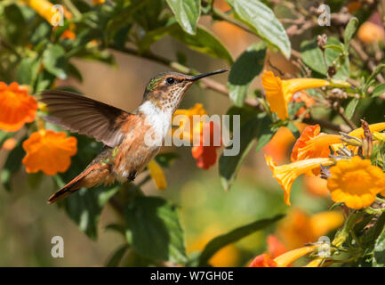 Primo piano della minuscola scintillante Hummingbird in volo su alimentazione fiori arancione,Boquete,Panama. Il nome scientifico di questo uccello è Selasphorus scintilla. Foto Stock