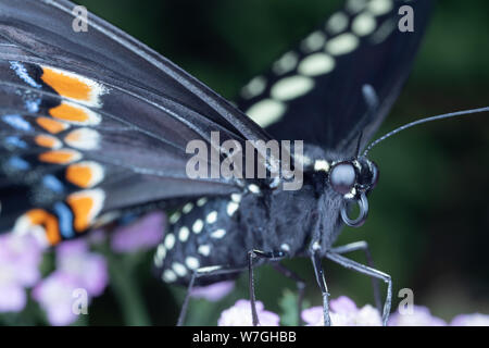 Foto macro di una coda forcuta farfalla fino vicino su achillea fiori. Foto Stock