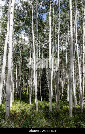 Aspen alberi lungo l'alta strada sterrata per Crested Butte, Colorado, dalla lontananza Crystal River Valley Foto Stock