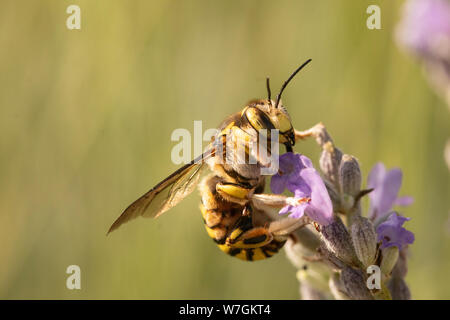 Lana europea carda bee (Anthidium manicatum) arroccato nella pianta Lavandula. Foto Stock