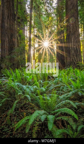 Redwoods e felci di spada; Cal canna Road, Prairie Creek Redwoods State Park, California. Foto Stock