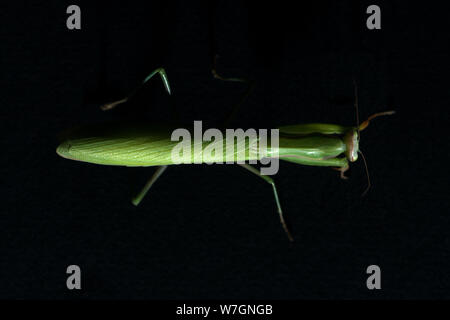 Chiudere dall'alto vista della femmina verde mantide religiosa mantide religiosa su sfondo nero Foto Stock