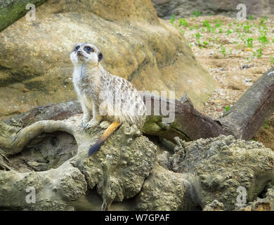 Un simpatico meerkat (Suricata suricatta) guardando verso l'alto dal suo contenitore in ZSL London Zoo, Regents Park, London NW1, una popolare attrazione turistica Foto Stock