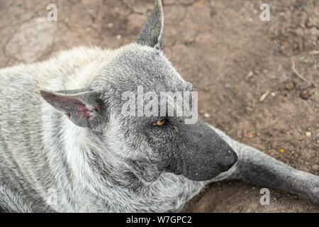 Abbandonato il vecchio cani posa sulla terra Foto Stock