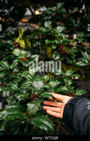 Dettaglio di una donna di toccare la mano nera con fiori piccoli frutti rossi - Close-up Foto Stock