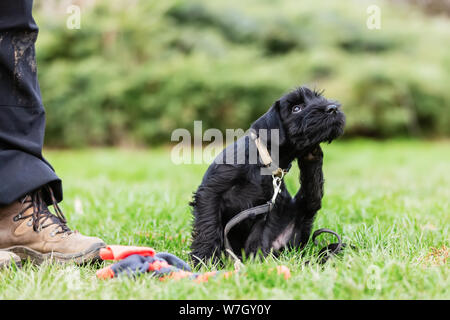 Persona treni con standard di un cucciolo schnauzer su un cane campo di formazione Foto Stock