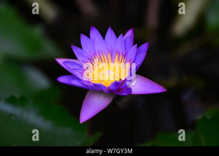 GIGLIO DI ACQUA Foto Stock