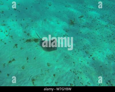 Stingray o ray sotto l'acqua, snorkeling le isole di mais in Nicaragua. Foto Stock