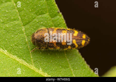 Metallizzate legno-noioso Beetle (Acmaeodera mixta) Foto Stock