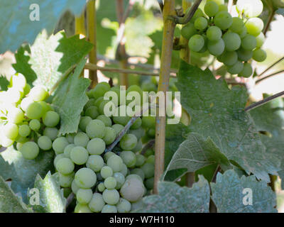 Verde uva appeso su un vitigno Foto Stock