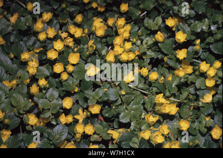 Moneywort, genny strisciante, twopence delle erbe o erba twopenny (Lysimachia nummularia) Foto Stock