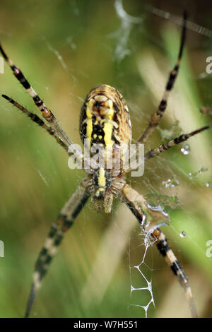 Wasp spider Borgogna Francia Foto Stock