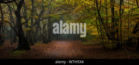 Colore di autunno in Burnham Beeches Foto Stock
