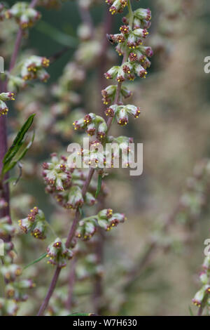 Beifuß, Gewöhnlicher Beifuß, Beifuss, Blüten, Blüte, blühend, Artemisia vulgaris, Artemisia, comune assenzio, assenzio selvatico, assenzio, L'Armoise commune Foto Stock