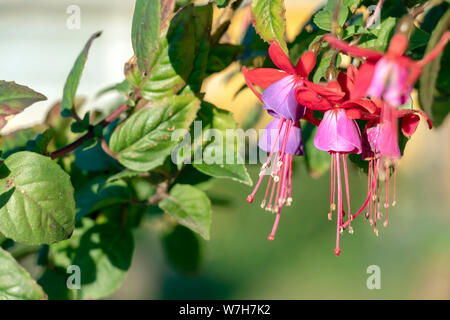 Fiore naturale pattern con copia spazio per il testo. Piccolo piccolo rosso-rosa-viola con fiori di campo verde e Sfondo blu con effetto bokeh di fondo Foto Stock