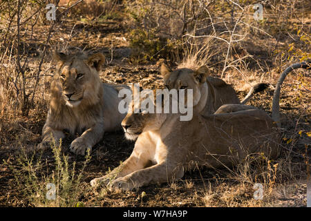 Lion Family in Sud Africa, riposo e nascondersi dal calore del mattino Foto Stock