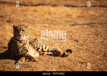 Giovani Cheetah in appoggio durante le ore d'oro nel Sud Africa Lion & Rhino Park. Foto Stock