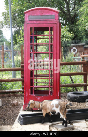 Capra a Spitalfields City Farm, un'oasi urbana vicino a edgy Brick Lane, nella zona est di Londra, Regno Unito Foto Stock