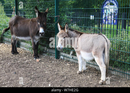 Spitalfields City Farm, un'oasi urbana vicino a edgy Brick Lane, nella zona est di Londra, Regno Unito Foto Stock