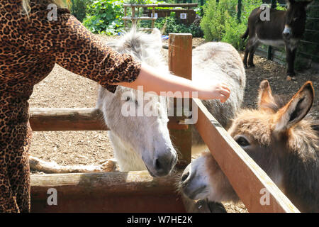 Asini a Spitalfields City Farm, un'oasi urbana vicino a edgy Brick Lane, nella zona est di Londra, Regno Unito Foto Stock