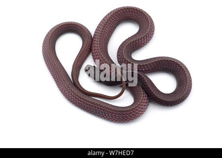 Il file del capo serpente isolato su sfondo bianco Foto Stock