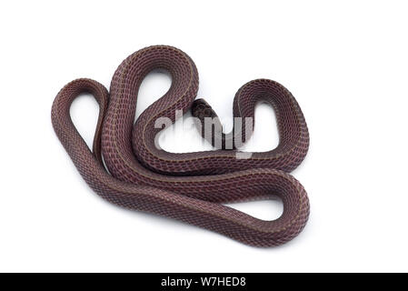 Il file del capo serpente isolato su sfondo bianco Foto Stock