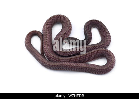 Il file del capo serpente isolato su sfondo bianco Foto Stock