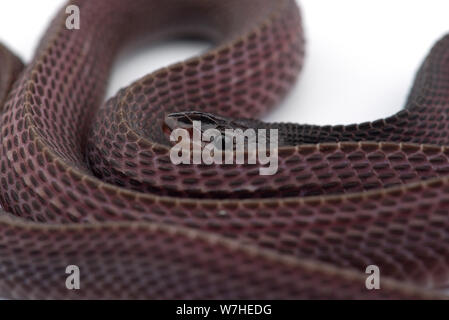 Il file del capo serpente isolato su sfondo bianco Foto Stock