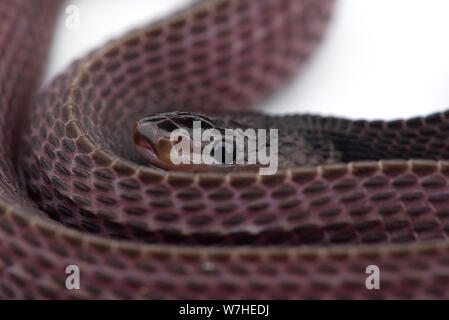 Il file del capo serpente isolato su sfondo bianco Foto Stock