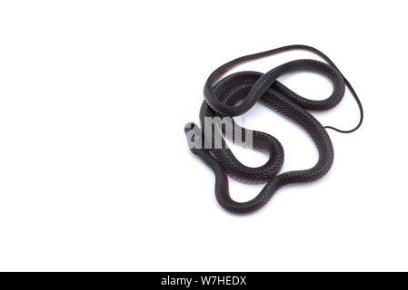 Il file del capo serpente isolato su sfondo bianco Foto Stock