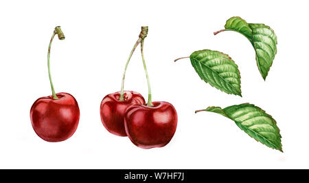 Realistico acquerello botanico illustrazione ciliegia foglie frutta raccolta: tutto in agrodolce mature succosa set clipart isolato dipinto a mano, fresche Foto Stock