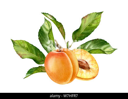 Realistico acquerello botanico illustrazione albicocca frutta lascia composizione: intera e mezza fettina mature juicy clipart isolati disegnati a mano, fresche Foto Stock