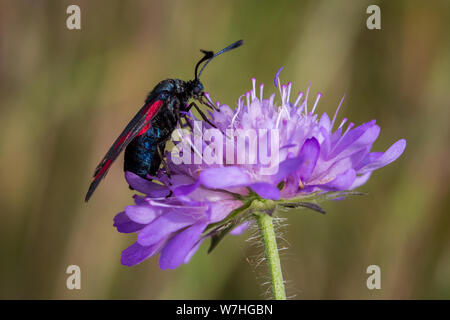 I lepidotteri Zygaena filipendulae (sei-spot bruciato moth / Sechsfleck-Widderchen Motte) Foto Stock