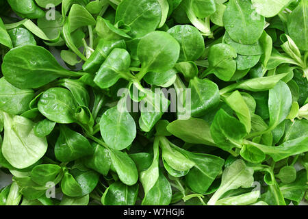 Top down vista dettagliata, cornsalad ( Valerianella locusta ) lascia bagnato dall'acqua. Foto Stock