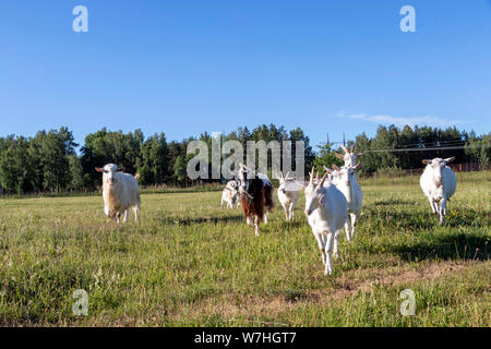 Famiglia di capra in esecuzione in sostenibile fattoria organica con campi verde sotto il cielo blu Foto Stock