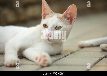 Bianco gatto randagio posa sul marciapiede, dettaglio sul suo capo. Foto Stock