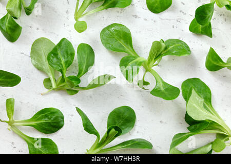 Vista dall'alto in basso, bagnato ( cornsalad Valerianella locusta ) su bianco lavoro, scheda di foglie sane e verdi concept Foto Stock