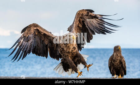 White-tailed sea eagle diffondendo le ali. Nome scientifico: Haliaeetus albicilla, noto anche come il ern, erne, grigio eagle, Eurasian Sea Eagle e bianco Foto Stock