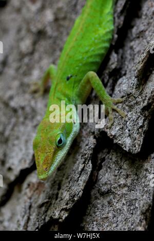 Ripresa macro di un verde anole lizard in una struttura ad albero Foto Stock