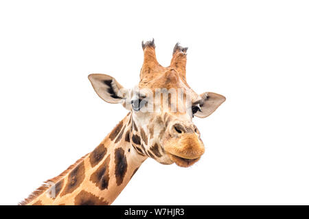 In prossimità della testa di giraffa isolati su sfondo bianco. Foto Stock