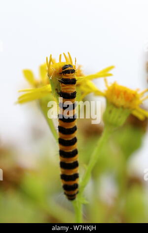 Il cinabro tarma (Tyria jacobaeae) caterpillar di mangiare i fiori gialli di una comune erba tossica (Senecio jacobaea) impianto Foto Stock