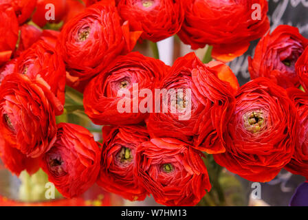 Rosa peonia Misty bolle. Mazzo di fiori di rose rosse in vaso di vetro. Foto Stock