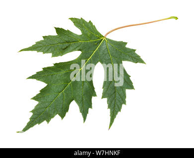 Foglie fresche di argento Acero (Acer Saccharinum) isolato su sfondo bianco Foto Stock