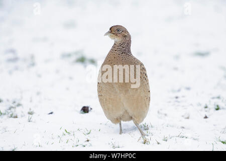 Il fagiano comune (Phasianus colchicus) femmina adulta, nella neve, West Yorkshire, Inghilterra, Febbraio Foto Stock