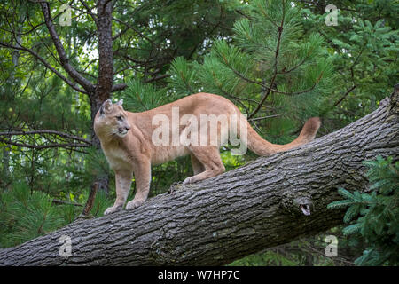 Mountain Lion scendendo da un albero di inclinazione, guardando indietro sulla spalla Foto Stock