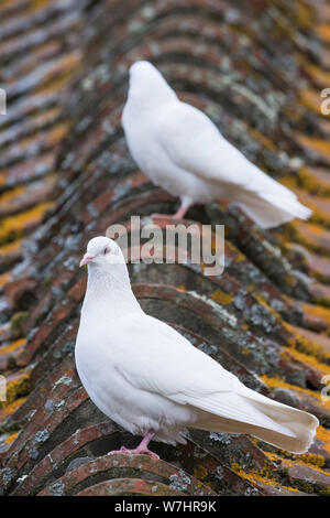 Due white pigeon stand sui copritetti Foto Stock