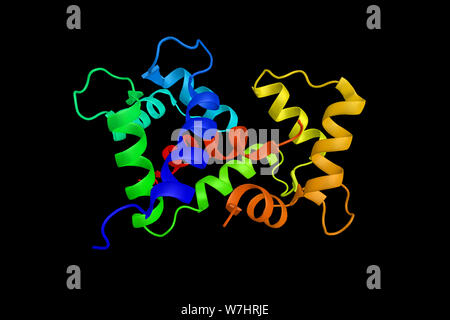 Della catena leggera della miosina chinasi 2, un enzima espresso esclusivamente in pazienti adulti del muscolo scheletrico. Il rendering 3d. Foto Stock