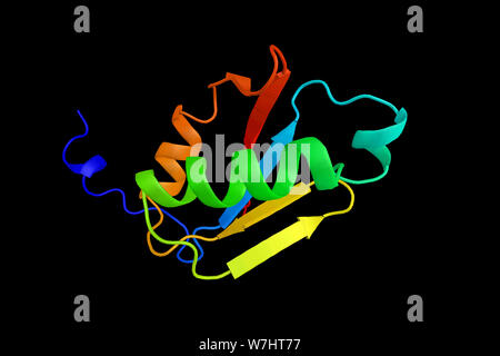 Synaptojanin 2, una proteina che interagisce con la C3 della tossina botulinica di substrato 1, che provoca la traslocazione della proteina codificata al plasma mem Foto Stock