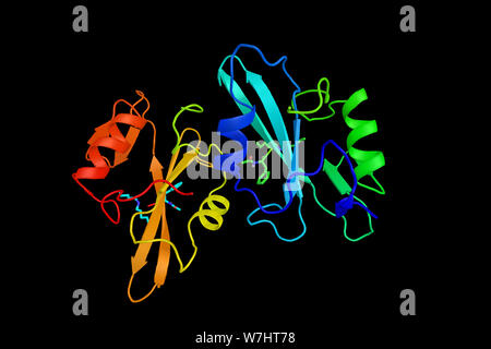 Proto-oncogeni tirosina-protein chinasi Src, un non-recettore tirosina proteina chinasi che fosforila specifici residui di tirosina in altre proteine. Foto Stock